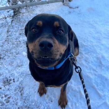 Rottweiler Dogs Available for Adoption - Roxie | PetCurious
