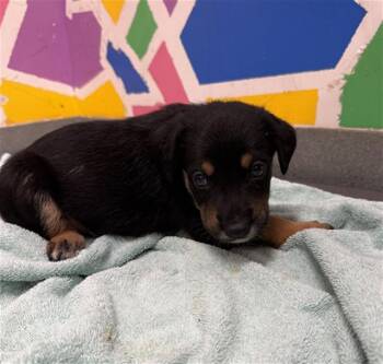 WOLVERINE -  German Shepherd Dog Dog for Adoption in Baytown, Texas - WOLVERINE | PetCurious