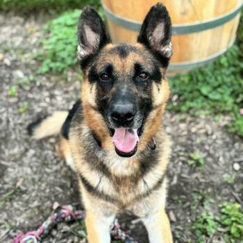 Rescue German Shepherd Dog Dogs for Adoption in Wauwatosa, Wisconsin - Bruce | PetCurious