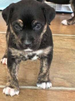 Lemonade -  Husky and Pit Bull Terrier Dog for Adoption in West Peoria, Illinois - Lemonade | PetCurious