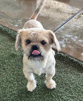 Tator -  Shih Tzu Dog for Adoption in Midland, Texas - Tator | PetCurious