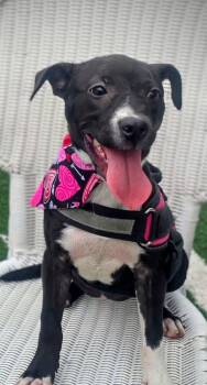 Rescue Labrador Retriever and American Bulldog Dogs for Adoption in Gainesville, Georgia - Georgia | PetCurious