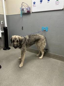 PREZ WHIT -  German Shepherd Dog Dog for Adoption in Las Vegas, Nevada - PREZ WHIT | PetCurious