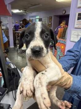 Uno -  Mixed Breed Dog for Adoption in West Chester, Pennsylvania - Uno | PetCurious