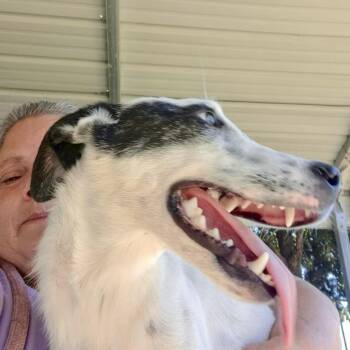 Frazier -  Jack Russell Terrier Dog for Adoption in Tunica, Mississippi - Frazier | PetCurious