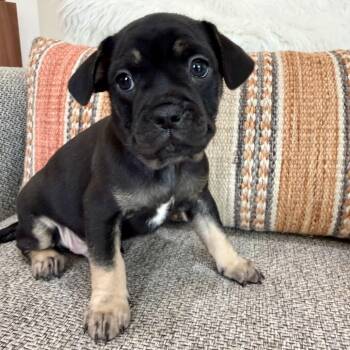 Chihuahua Dogs Available for Adoption - Eeyore | PetCurious