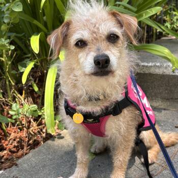 Stella -  Norfolk Terrier Dog for Adoption in Oakland, California - Stella | PetCurious
