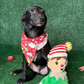 Rescue Rat Terrier and Whippet Dogs for Adoption in Mullica, New Jersey - Ember | PetCurious