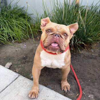 Stevie -  English Bulldog and Mixed Breed Dog for Adoption in Hawthorne, California - Stevie | PetCurious