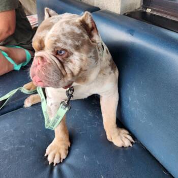 Palmer -  American Bully Dog for Adoption in Huber Heights, Ohio - Palmer | PetCurious