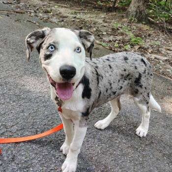 Kai -  Australian Shepherd Dog for Adoption in Evensville, Tennessee - Kai | PetCurious