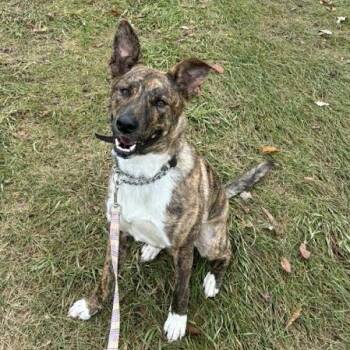 Rescue Mixed Breed Dogs for Adoption in Baldwin, Wisconsin - Hazel | PetCurious