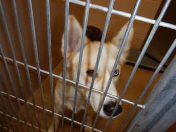 Siberian Husky and Mixed Breed Dogs Available for Adoption in San Jose, California - HOPE | PetCurious
