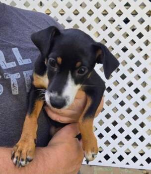 Kimmy -  Manchester Terrier and Mixed Breed Dog for Adoption in Morton Grove, Illinois - Kimmy | PetCurious