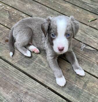 Grizzly -  Border Collie Dog for Adoption in Greensboro, Georgia - Grizzly | PetCurious