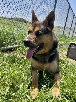 Jet -  German Shepherd Dog Dog for Adoption in Washington Court House, Ohio - Jet | PetCurious