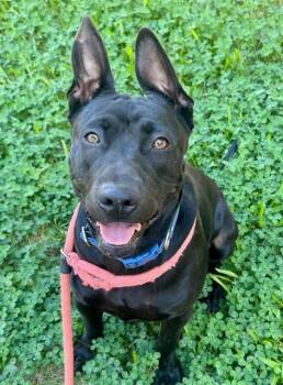 Rescue Pit Bull Terrier and Labrador Retriever Dogs for Adoption in Sacramento, California - JOVA | PetCurious