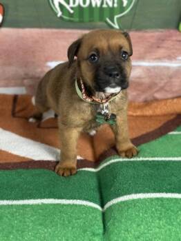 Rottweiler and Mixed Breed Dogs Available for Adoption - Receiver | PetCurious