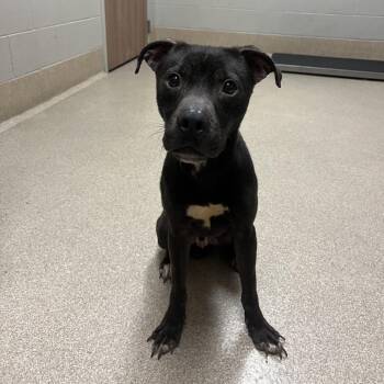 Hawkeye -  Mixed Breed Dog for Adoption in Bristol, Indiana - Hawkeye | PetCurious