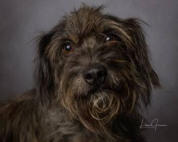CharLee -  Mixed Breed Dog for Adoption in Cullman, Alabama - CharLee | PetCurious