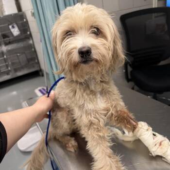 He-Man -  Miniature Schnauzer Dog for Adoption in Northbrook, Illinois - He-Man | PetCurious