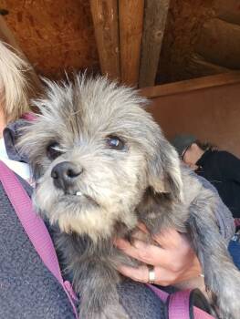 Rescue Mixed Breed Dogs for Adoption in Severance, Colorado - Brogan | PetCurious