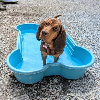 Tonks -  Bloodhound and Hound Dog for Adoption in Wake Forest, North Carolina - Tonks | PetCurious