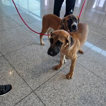 Anne -  Mastiff Dog for Adoption in Northbrook, Illinois - Anne | PetCurious