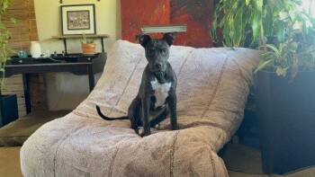 COSMO -  Pit Bull Terrier Dog for Adoption in Chandler, Arizona - COSMO | PetCurious