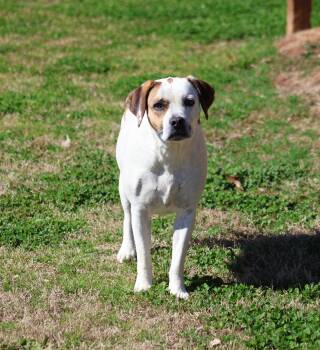 Labrador Retriever Dogs Available for Adoption - MILLIE | PetCurious