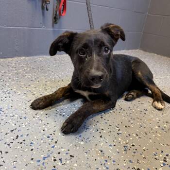 Shepherd and Labrador Retriever Dogs Available for Adoption in Tuscaloosa, Alabama - TUSC-Stray-84572 | PetCurious