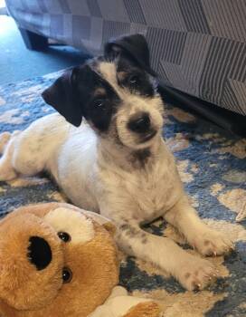 Poppyseed -  Jack Russell Terrier Dog for Adoption in Beavercreek, Oregon - Poppyseed | PetCurious