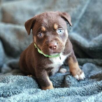 Husky and Pit Bull Terrier Dogs Available for Adoption - Sasha | PetCurious