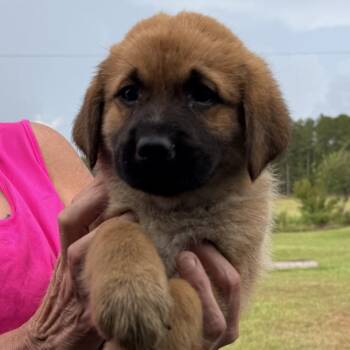 Bandit 0672 -  German Shepherd Dog and Labrador Retriever Dog for Adoption in Loxahatchee Groves, Florida - Bandit 0672 | PetCurious
