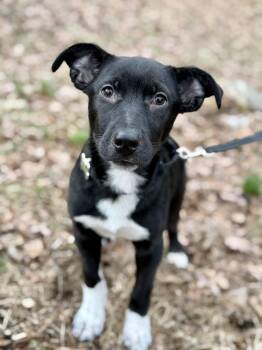 Black Labrador Retriever and Border Collie Dogs Available for Adoption - Puzzle | PetCurious