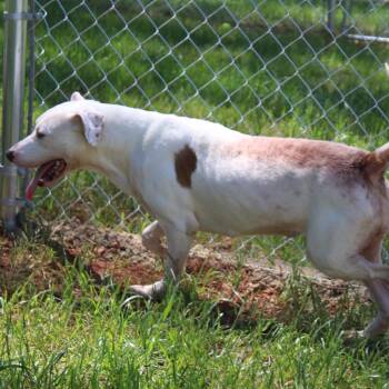 Lizzy -  Mixed Breed Dog for Adoption in Valley, Alabama - Lizzy | PetCurious