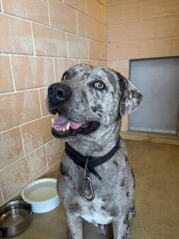 Catahoula Leopard Dog and American Staffordshire Terrier Dogs Available for Adoption - Lorax | PetCurious