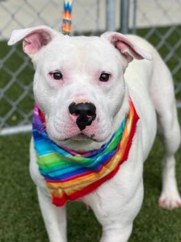 Sal -  Pit Bull Terrier and Labrador Retriever Dog for Adoption in Hartsville, South Carolina - Sal | PetCurious