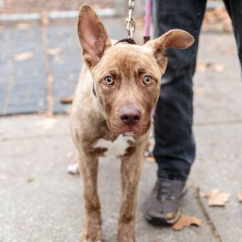 Pit Bull Terrier Dogs Available for Adoption - Sawyer | PetCurious
