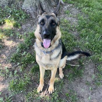 Luna -  German Shepherd Dog Dog for Adoption in Coldwater, Michigan - Luna | PetCurious