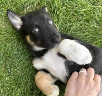 Loki -  German Shepherd Dog Dog for Adoption in Vancouver, Washington - Loki | PetCurious