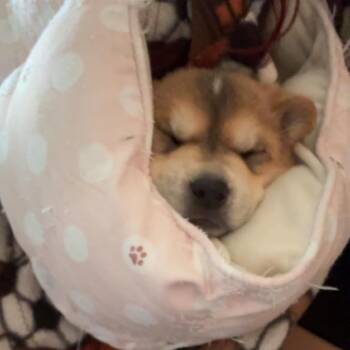 Baked Potato -  Husky Dog for Adoption in North Battleford, Saskatchewan - Baked Potato | PetCurious