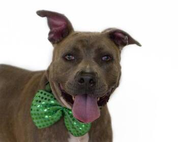 Rescue Pit Bull Terrier Dogs for Adoption in St. Cloud, Florida - DUECE | PetCurious