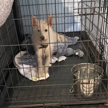 Buddy -  Mixed Breed and Terrier Dog for Adoption in Port Charlotte, Florida - Buddy | PetCurious