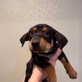IVHS-Stray-144416 -  Rottweiler and Terrier Dog for Adoption in San Gabriel, California - IVHS-Stray-144416 | PetCurious