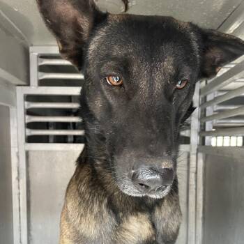 Belgian Shepherd Malinois Dogs Available for Adoption - Sheriff | PetCurious