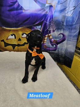 Rescue Jack Russell Terrier Dogs for Adoption in Metairie, Louisiana - Meatloaf | PetCurious