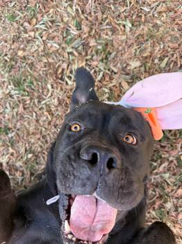 Mastiff Dogs Available for Adoption - Chip | PetCurious