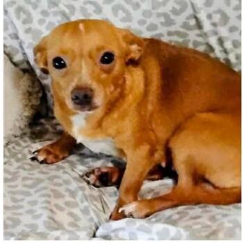 Marge -  Chihuahua Dog for Adoption - Marge | PetCurious
