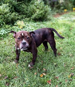 EMPRESS -  Pit Bull Terrier Dog for Adoption in Philadelphia, Pennsylvania - EMPRESS | PetCurious